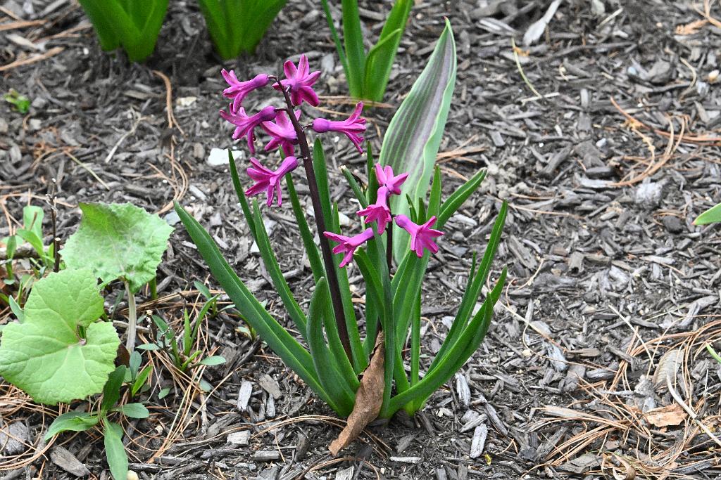 2025-04216457 Tower Hill Botanic Garden, MA.JPG - Hyacinth. New England Botanic Garden at Tower Hill, MA, 4-21-2025